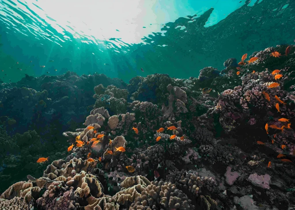 nusa penida snorkeling safari