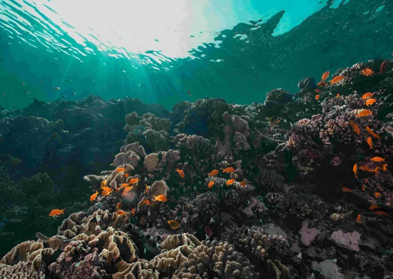 nusa penida snorkeling safari